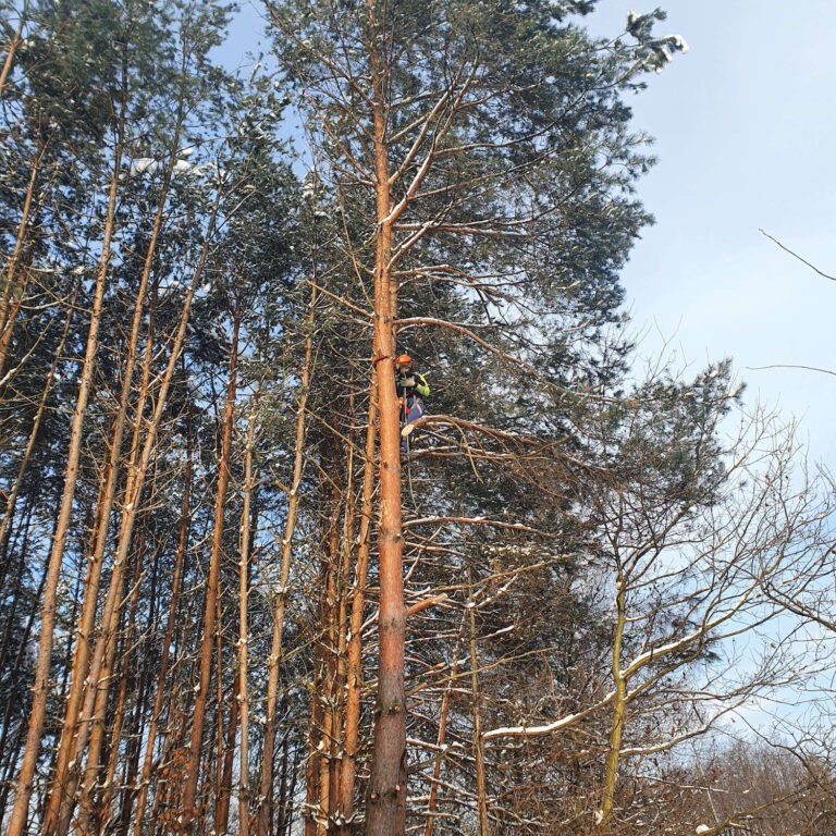 Ucinanie gałęzi na wysokości